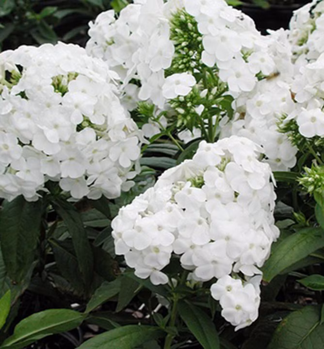 06381462e7cdec43d9f429663527a624