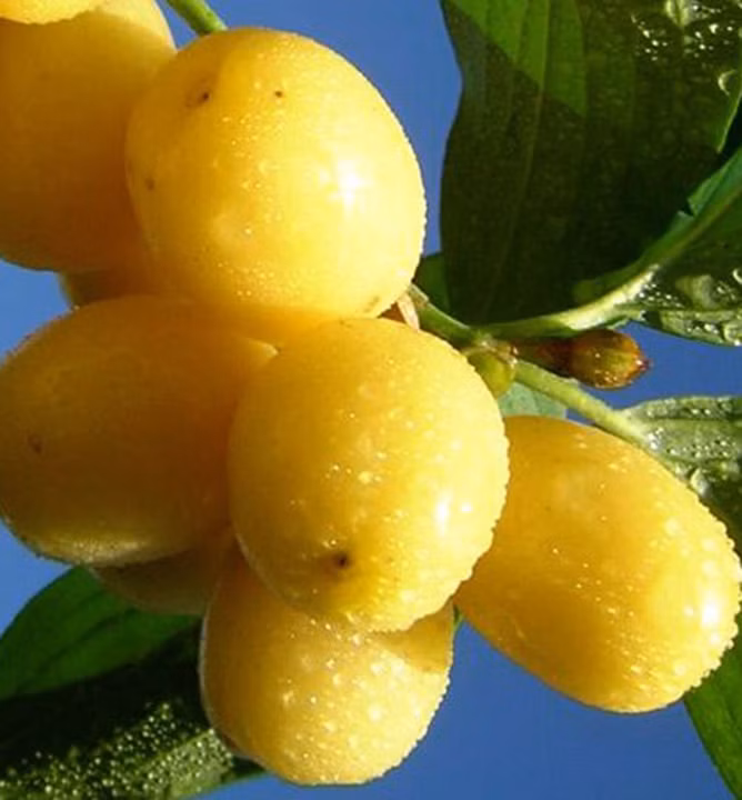 06c7741a3401776ad7e4a1239c313b57