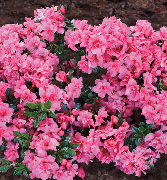 06d904b01f61b4d57fbce773317a19a9