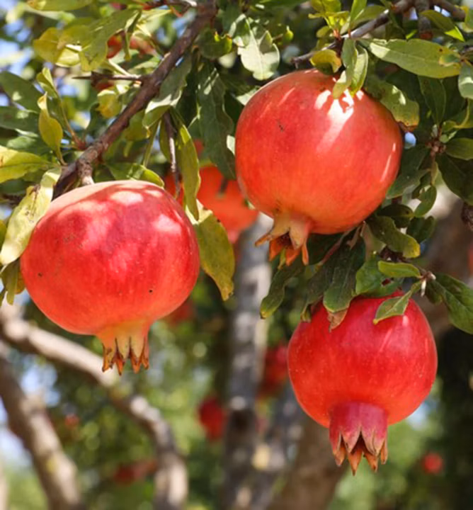 06f34e7733c97323a2be5bee72083a43