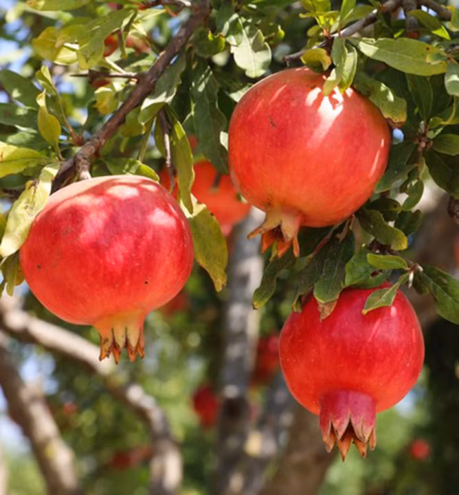 06f34e7733c97323a2be5bee72083a43