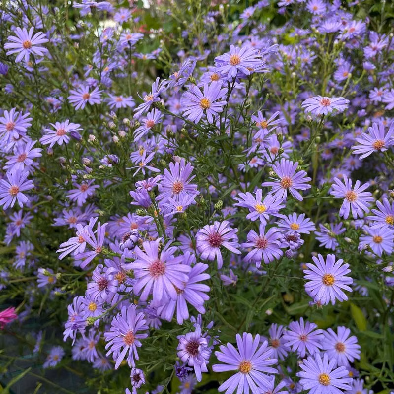 07055d4ed1d2a74ac1a8ecba6bcdd85a