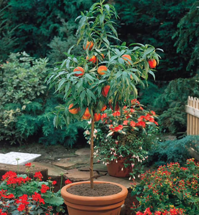 0706a1c02514967b8777678754cd4d1d