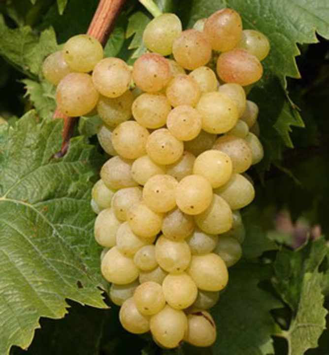 072ac7a29115a83a2c5ed5b4cd9184a3