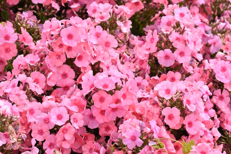 07c7481fa52f33f222ea66c77768fe37