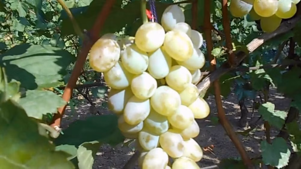 07eb186207a1459f05eb826fd98ebf43