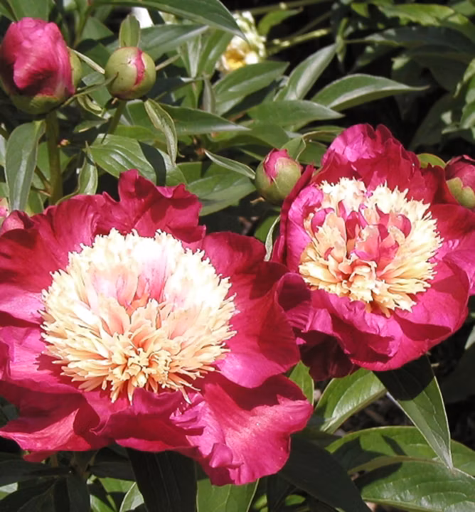 07ed4232b606357c8e3d0f194f9165cc