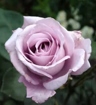 080a42f1333cc8685c27632c56fc54c1