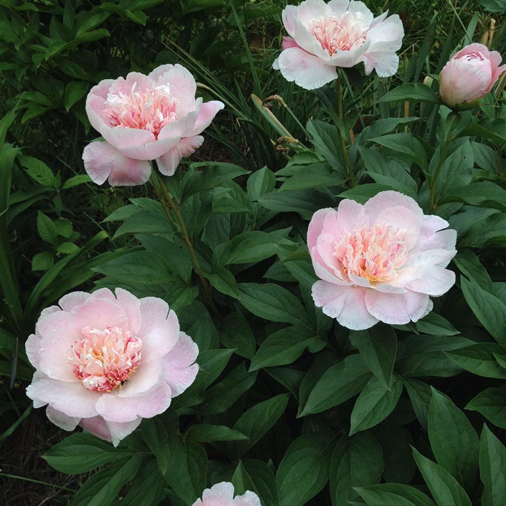 085c3db5824b5b0dcd0e9bbd54dce159