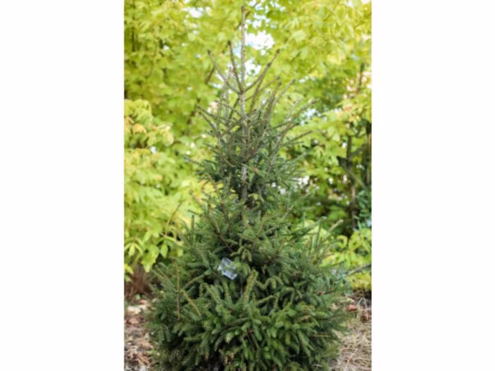 0887cfa36d75a87f8ada43fe0469acc0