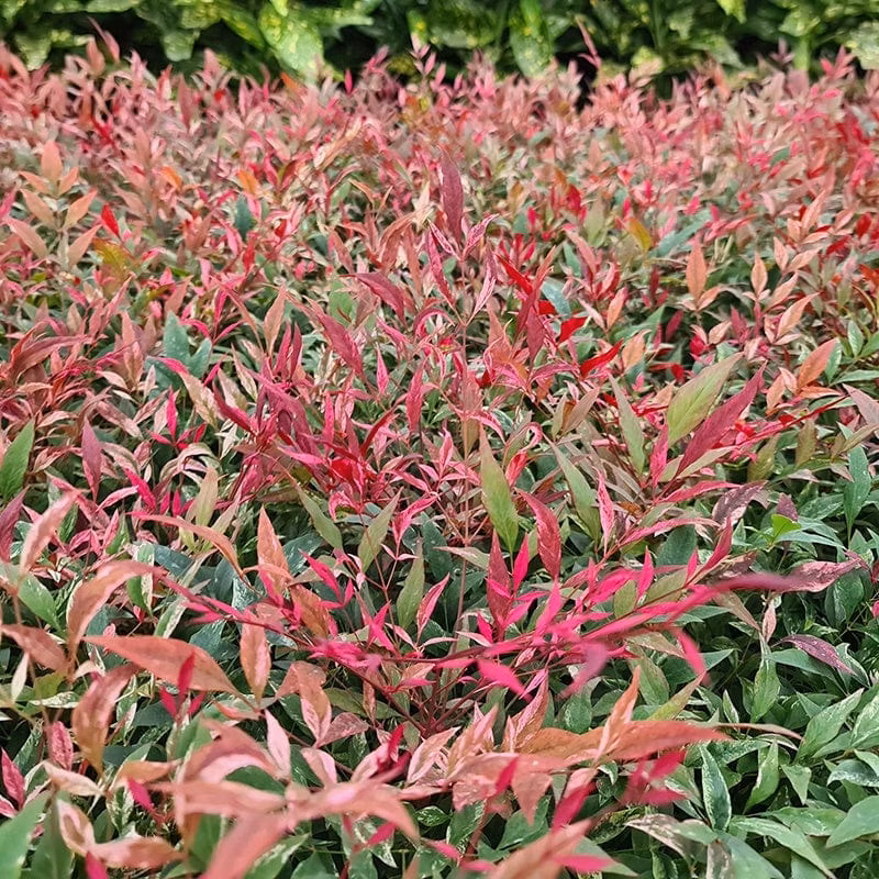 08b0c75affaafc61fa8c77f91de9f0fc