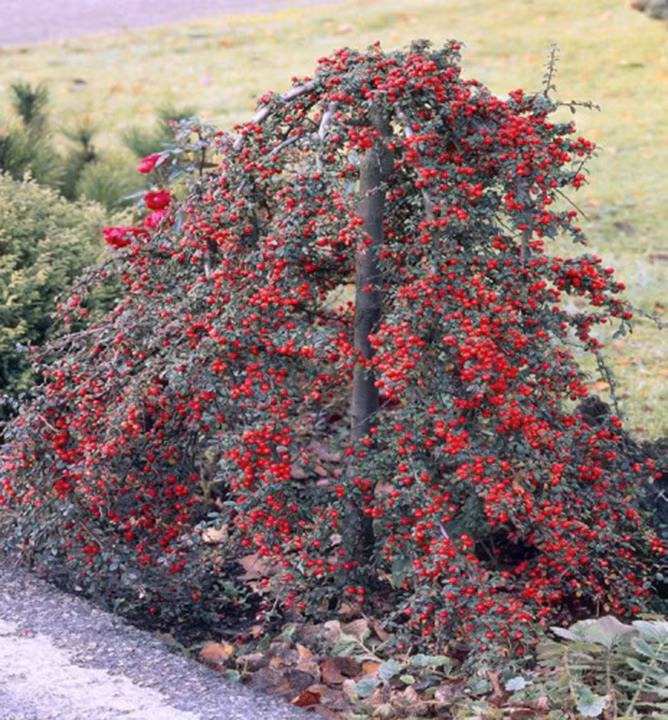 08b48fd826e9959f0c49c6686f8617c0