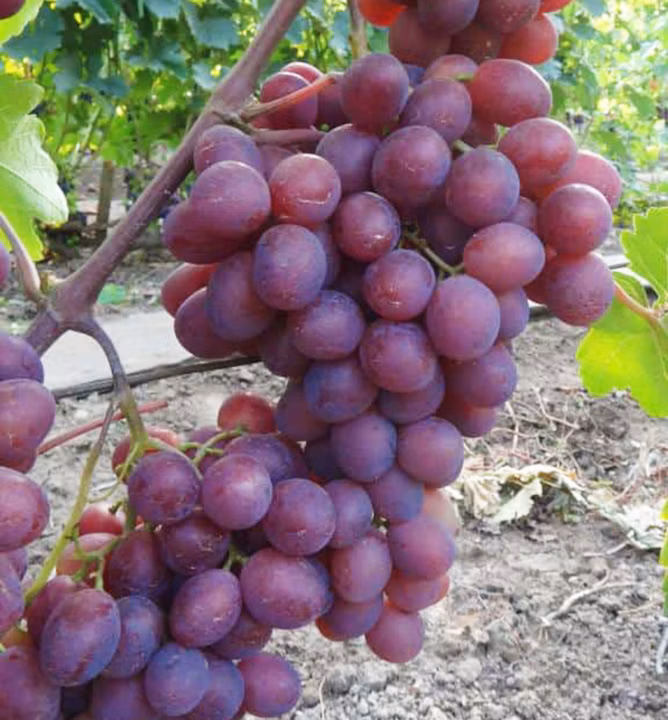 090b9947a91c63995c7f84b42ead9b45