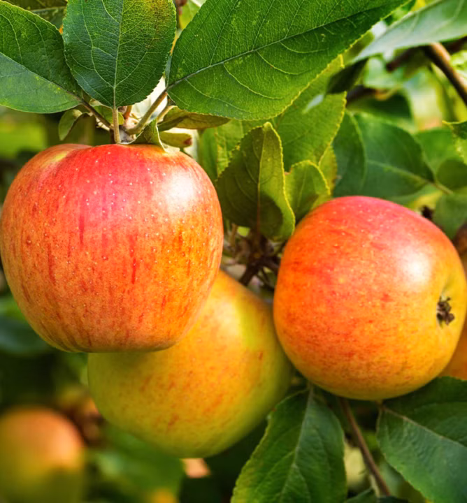 0927a6fb6754d36db67ec044650a11fe