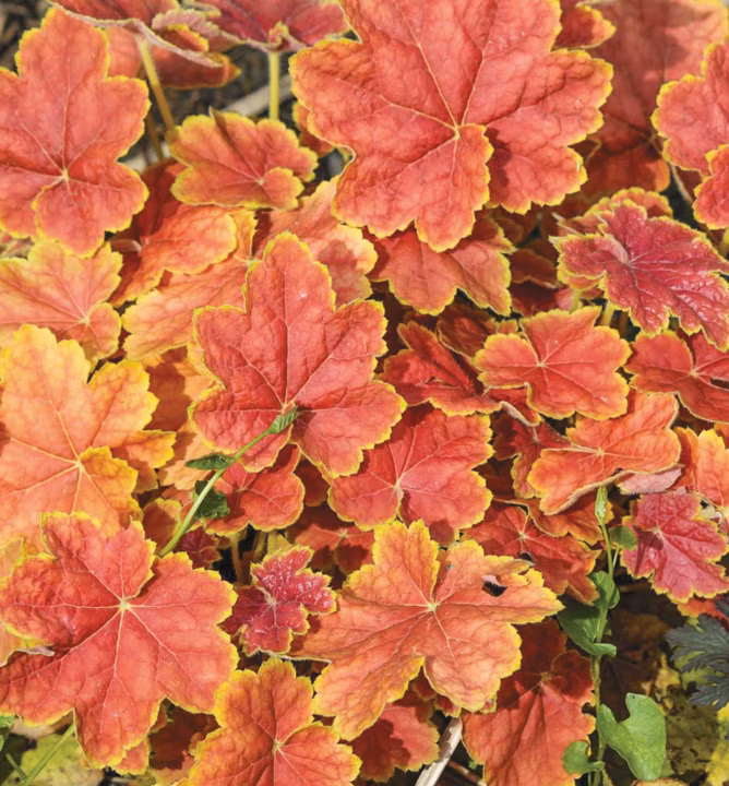 097f146cfa20467bc054dd4fad2aa0a0