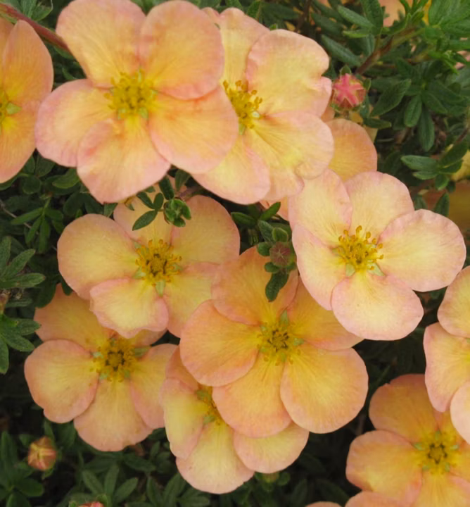 0988e6efce2ee1c0815c759e80ef1c9b