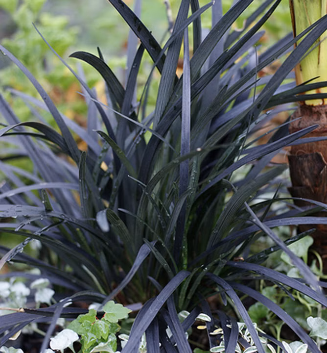 099dcd13ad901fd605ed0de02cb8ac21