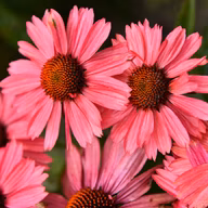 09f3a480fe8700ce8b63d7ff2fd15207