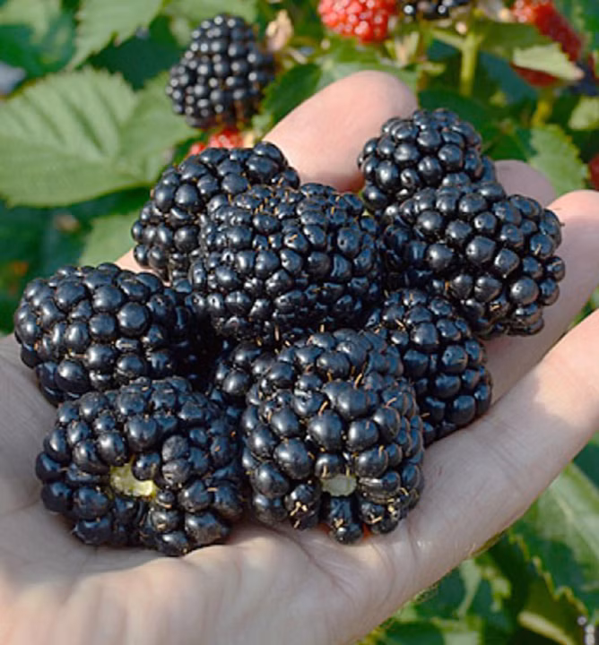 0a16554d342520214c480bacfd4e92e8