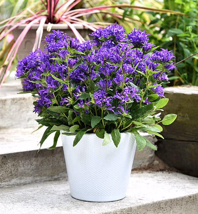 0a4673caa8da9ac63c9f6b6ac76b29e5