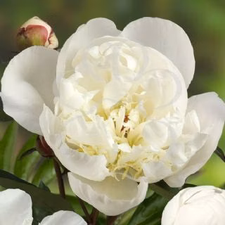 0a702ac25f8bcc4cd7f16d836db0094a