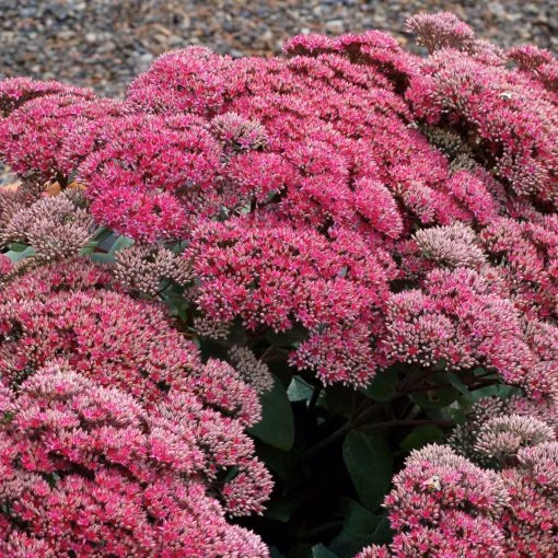 0aad8761beffab3a2bad7e58aacc25f7