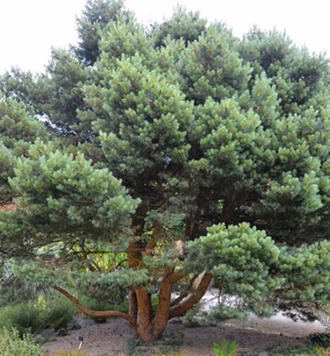 0ac1b4a636f7359532d32faa872f1cdc