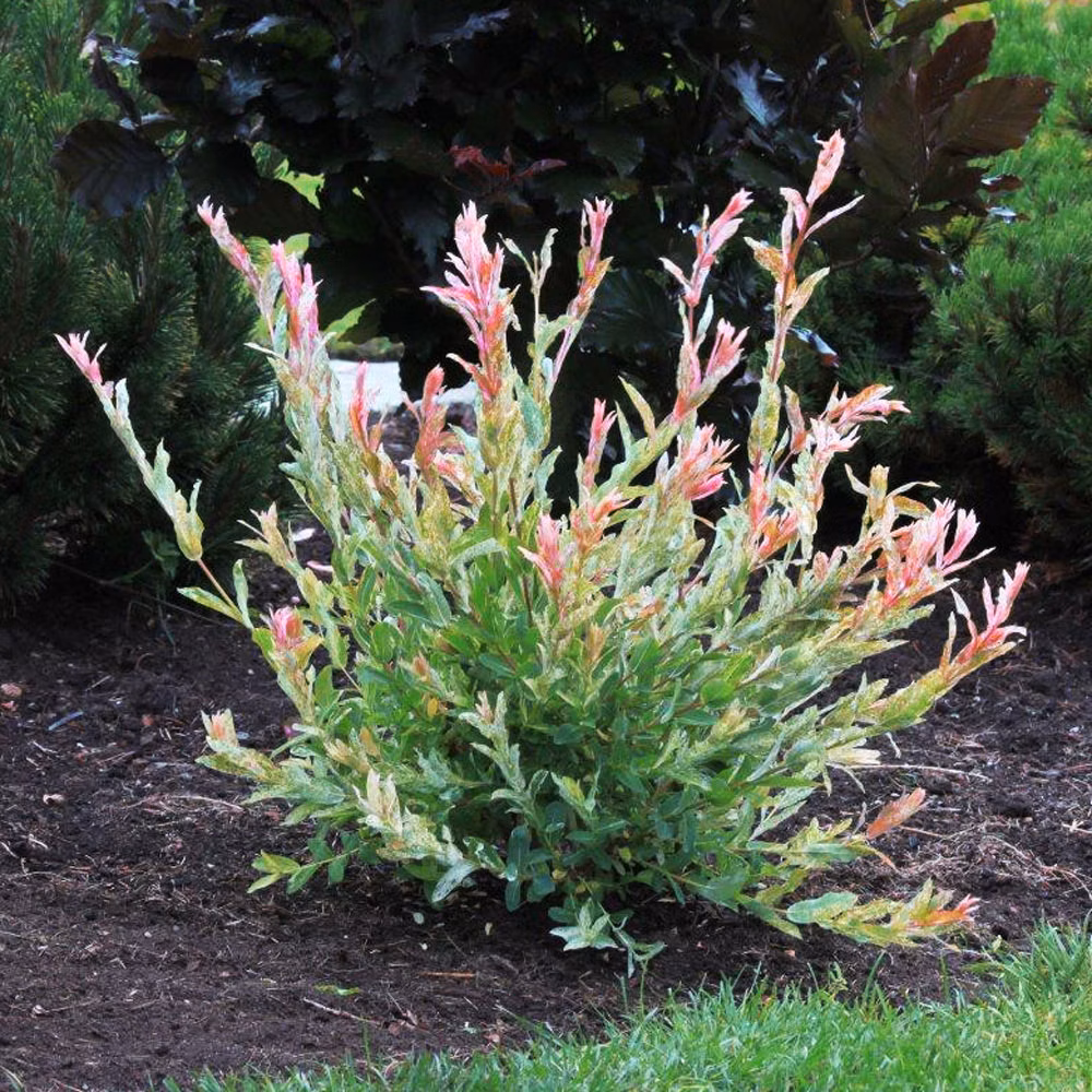 0afc37865cd7c8775b5852a2ff8efc5f