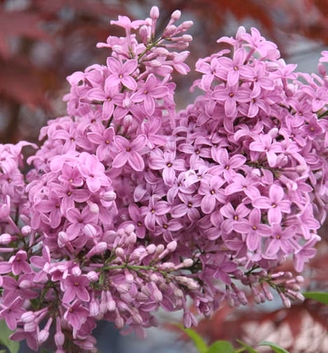 0b0dc35cad1667a70317237347983be5