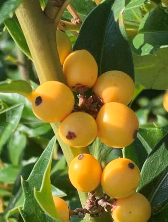 0b3f968d7f99a7e4ab994bf2d621bc9f