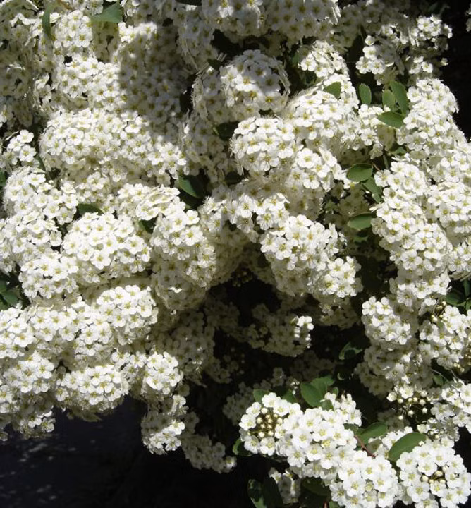 0b591fb44ad88e02f4b3606b9272101b