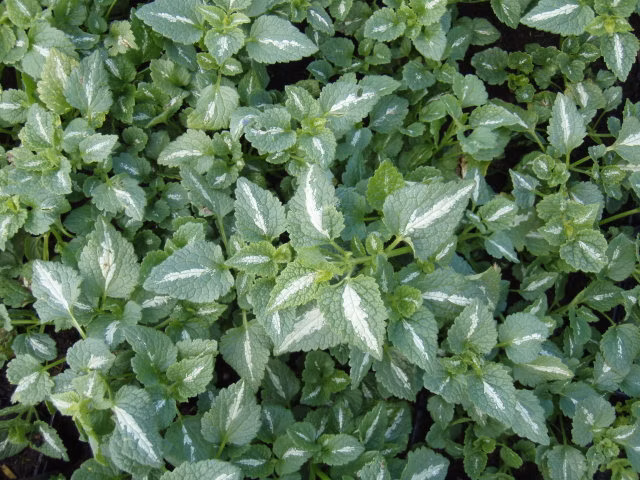 0b81af78f3e88d13aed4b6999d0a5a95