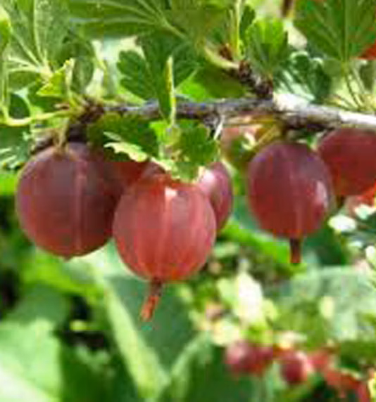 0b90cdcf3cef5975fe9f79a5983b491a