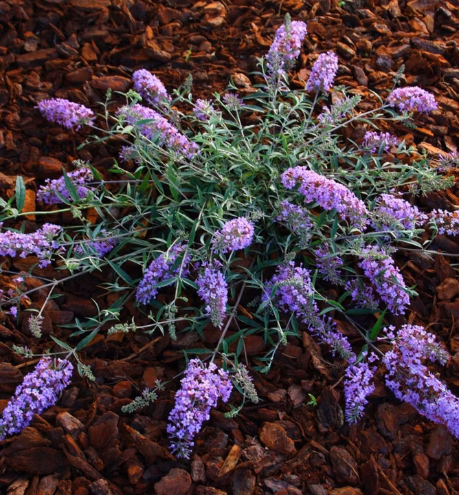 0baa19afa781d3fc14901362413476ea