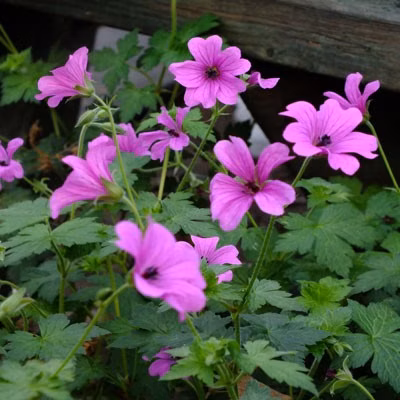 0bc45f17540feee3993ebc30c2472ad4