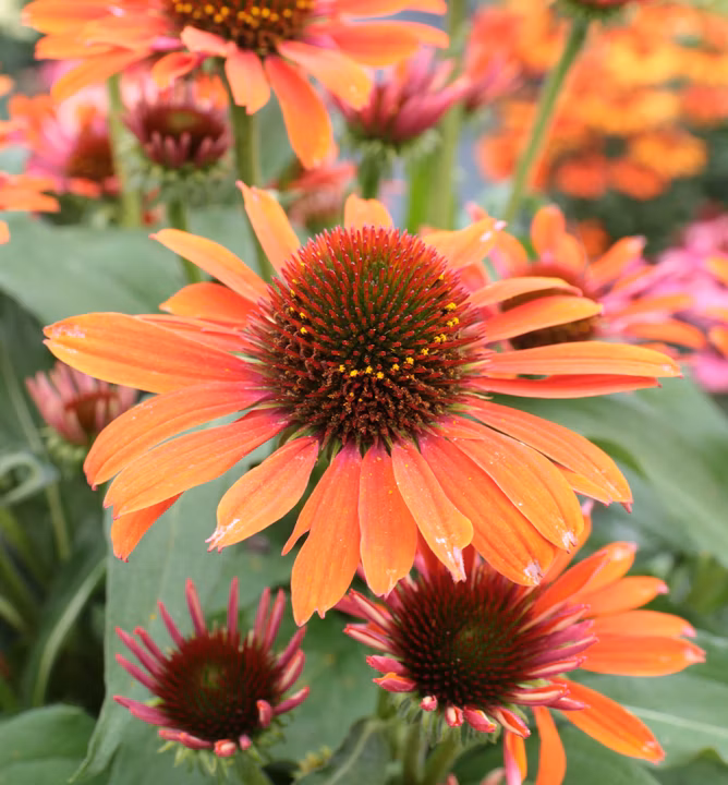 0bd68f36ab1b8a86703a4199df64b154