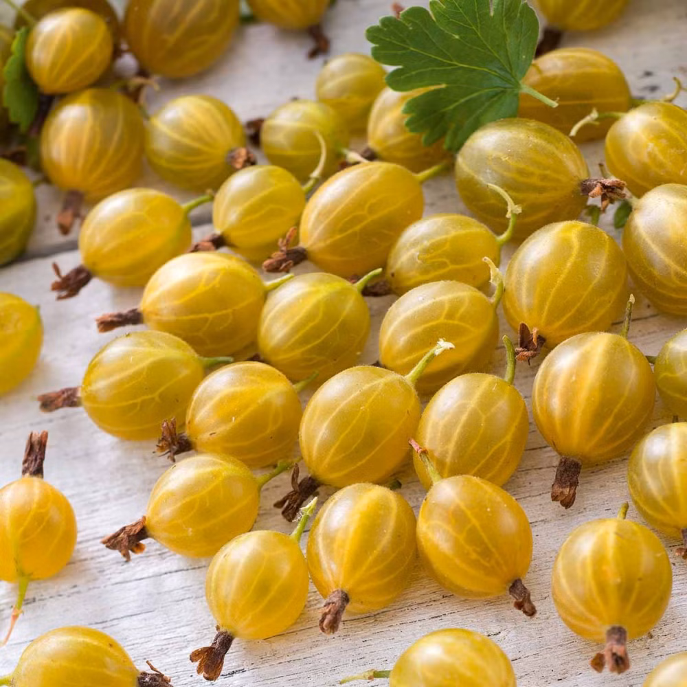 0be431909bd3c71258c989c77a482870