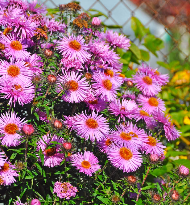 0becd116a3ab0fe2ed6e8e4b52efc536