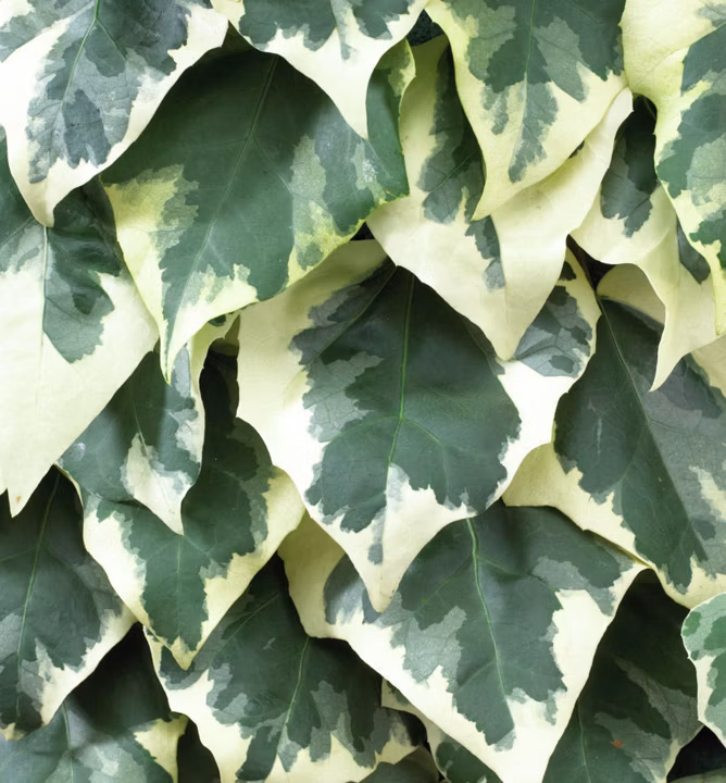 0c0a6112a7b527b5601ec1b070823045