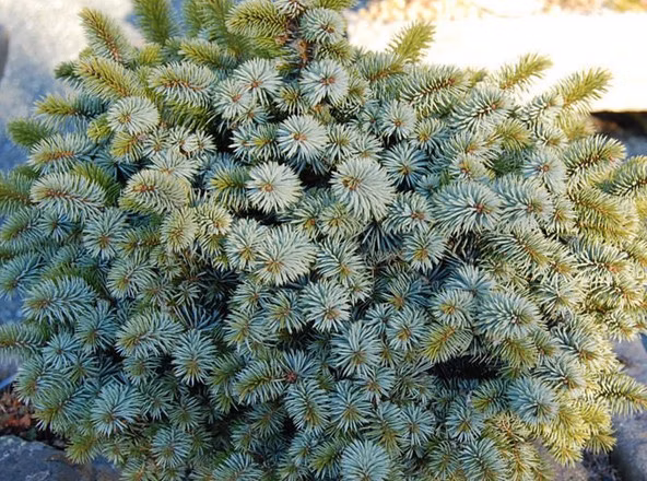 0c22662ca35e3107eac504ba06451e57