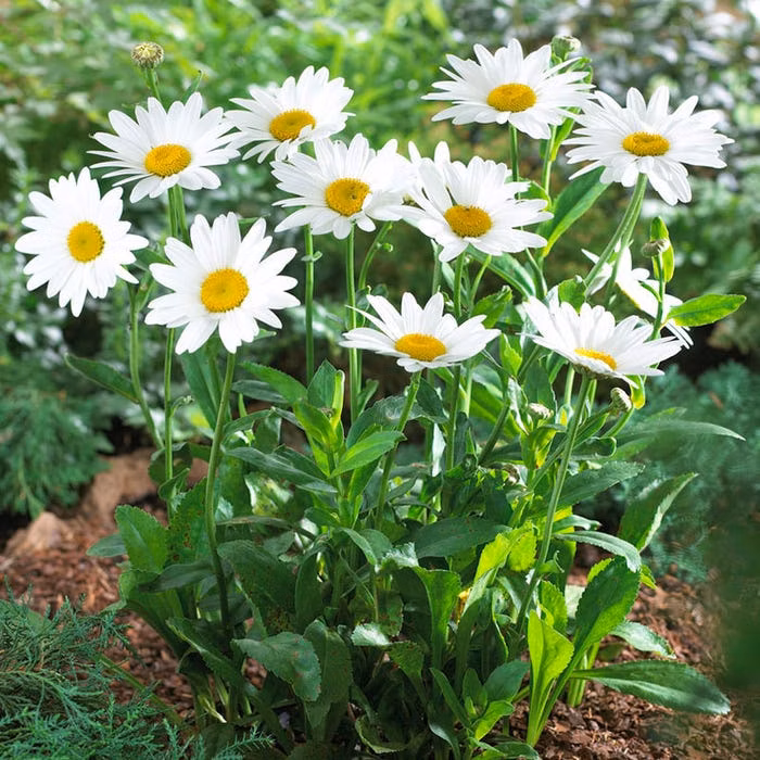 0c3c3abe89ab33ff51a75cd52a746556