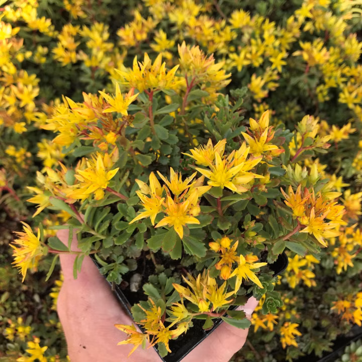 0c58210084bb89b290b253883ededd45