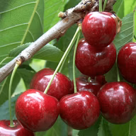 0c9d01e911fd085c1fff9f95719129b6