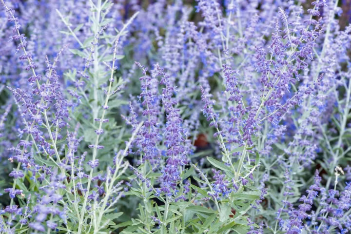 0c9fc119d268d09e484e81dcad3ed9a8