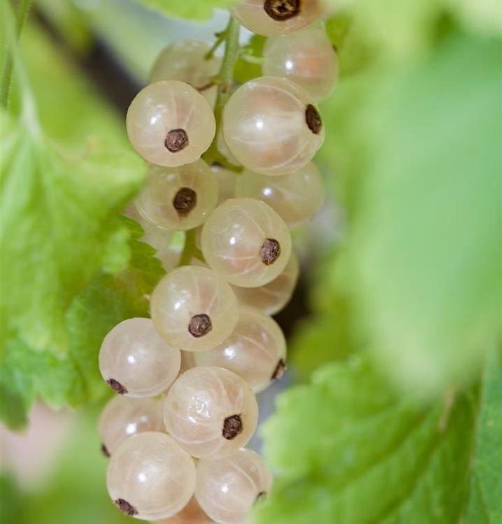 0ca48137685e2517de62862313efcde5