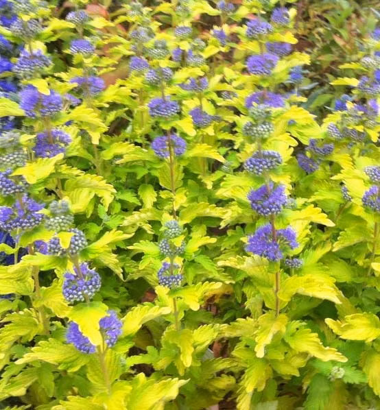 0cafb38312c6bf3dd8daf9499acd3500