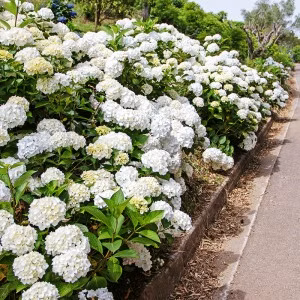 0cc9db0d2486bdab0c3e1df40381bd69