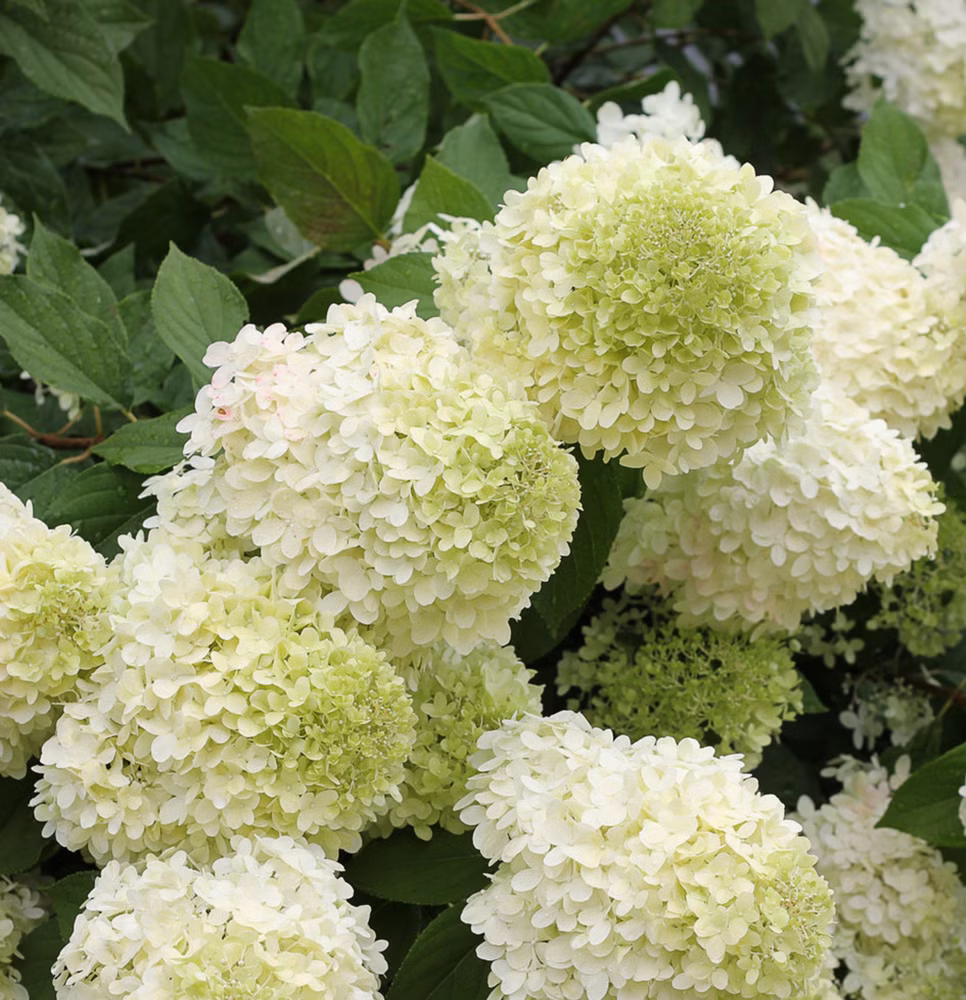 0cdeaf047ba49ca135e7e3b04bc25226