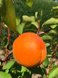 0ceb07088c15b1f72f731c939b782fa7