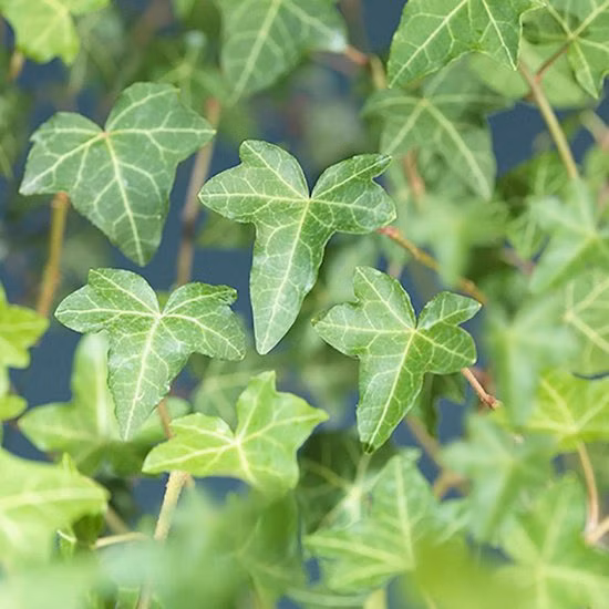 0cf50c4c8db77d352d81f6511c6f0dfb